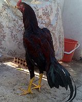 خروس افغان سیاه